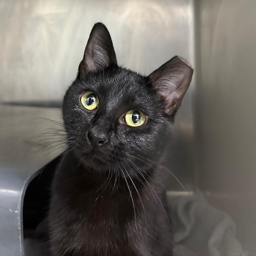 Annalise, a Adoptable Domestic Short Hair in Chicago, IL image 4/4