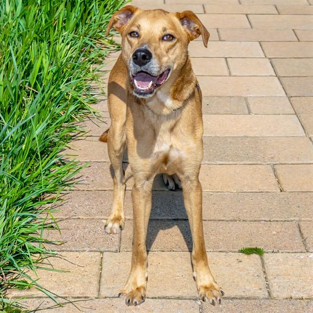 PUPPERTON, Adoptable, Adult Male Labrador Retriever & Mixed Breed.