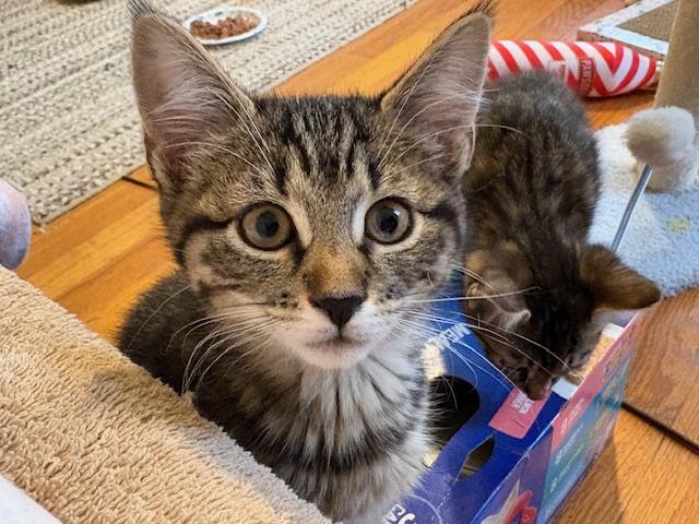 Enlarge Titan, an adopted mixed breed in Schenectady, NY image 1/5