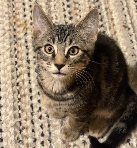 Enlarge Titan, an adopted mixed breed in Schenectady, NY image 4/5