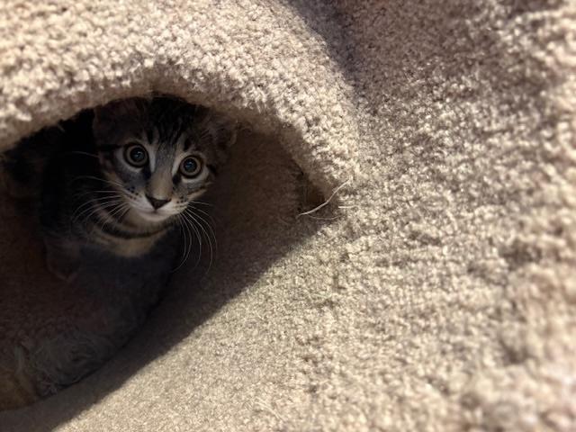 Enlarge Titan, an adopted mixed breed in Schenectady, NY image 3/5