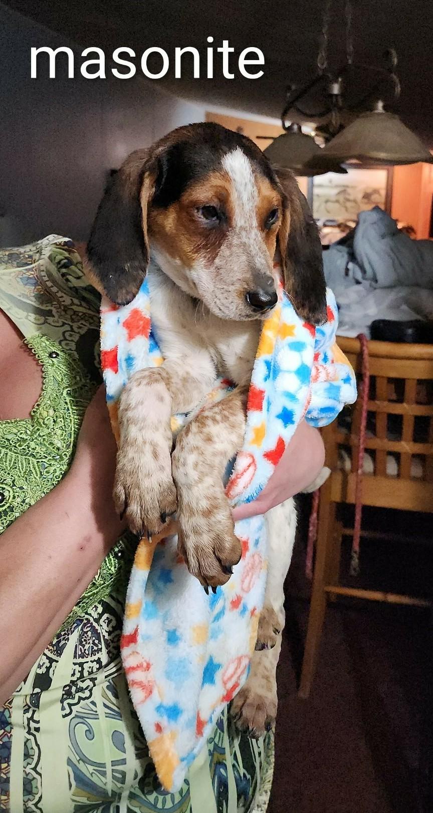 Enlarge Masonite, a ADOPTABLE mixed breed in Mauston, WI image 1/1