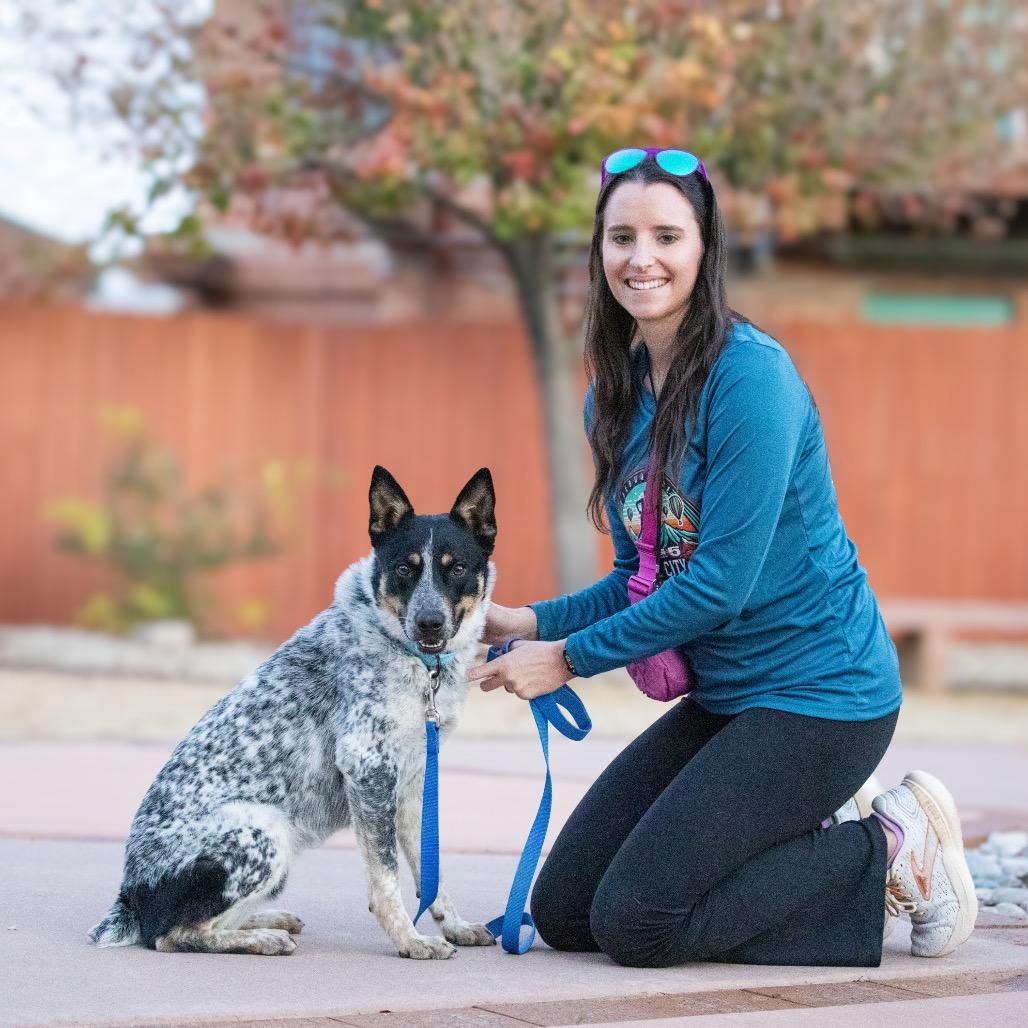 Enlarge Blue's Clues, a Adoptable Australian Cattle Dog / Blue Heeler in Albuquerque, NM image 1/4