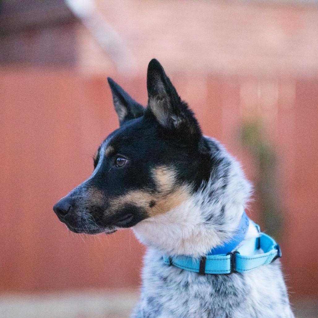 Enlarge Blue's Clues, a Adoptable Australian Cattle Dog / Blue Heeler in Albuquerque, NM image 2/4