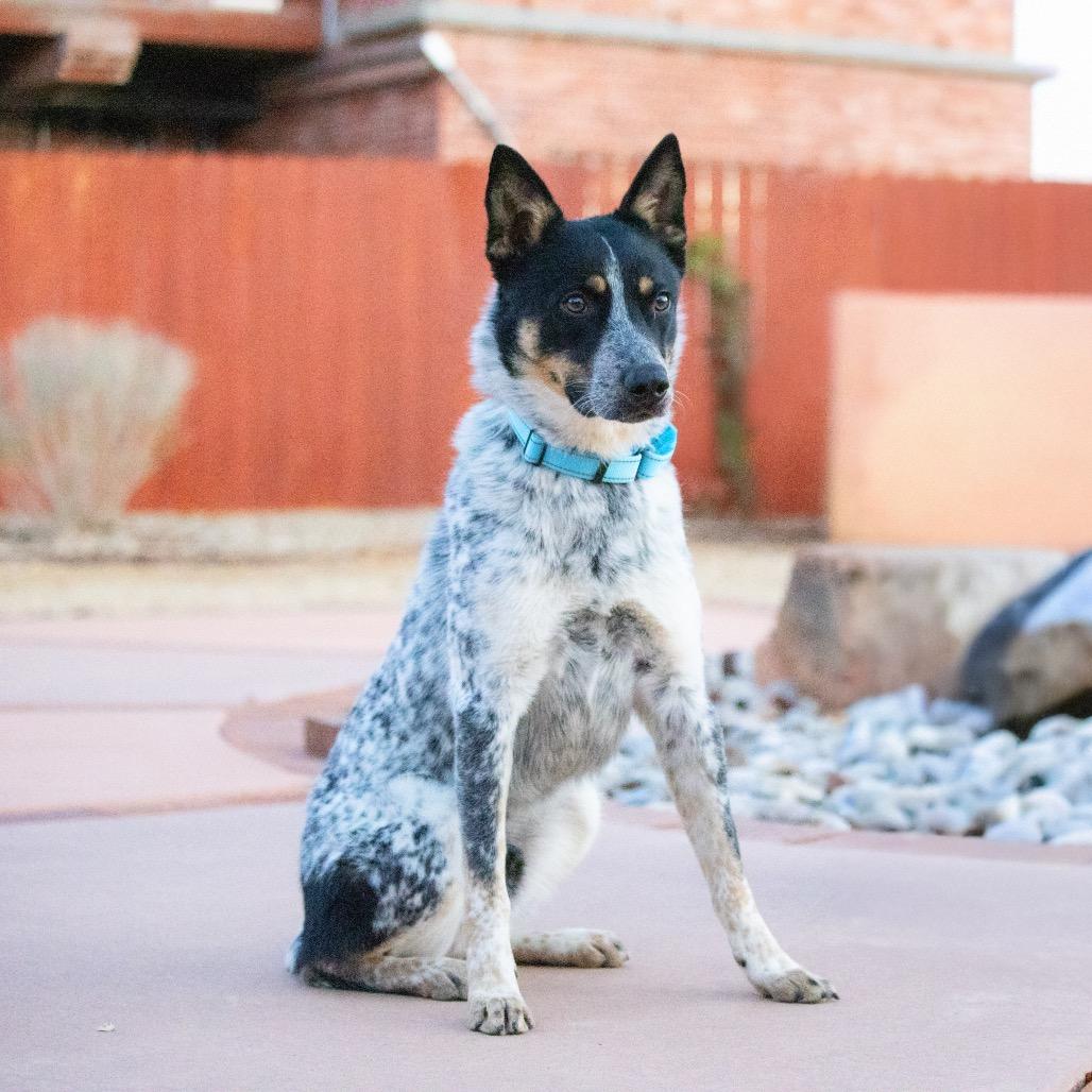 Enlarge Blue's Clues, a Adoptable Australian Cattle Dog / Blue Heeler in Albuquerque, NM image 3/4