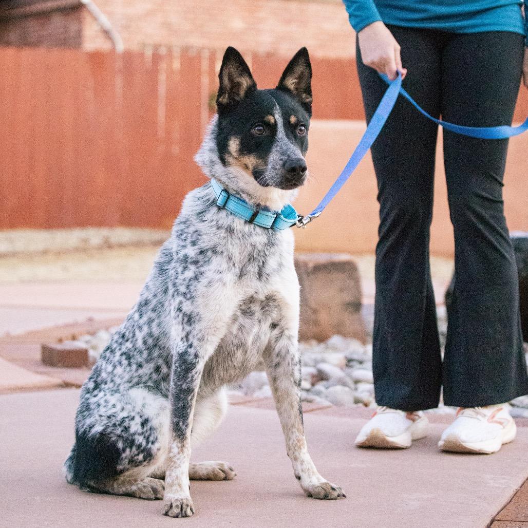 Enlarge Blue's Clues, a Adoptable Australian Cattle Dog / Blue Heeler in Albuquerque, NM image 4/4