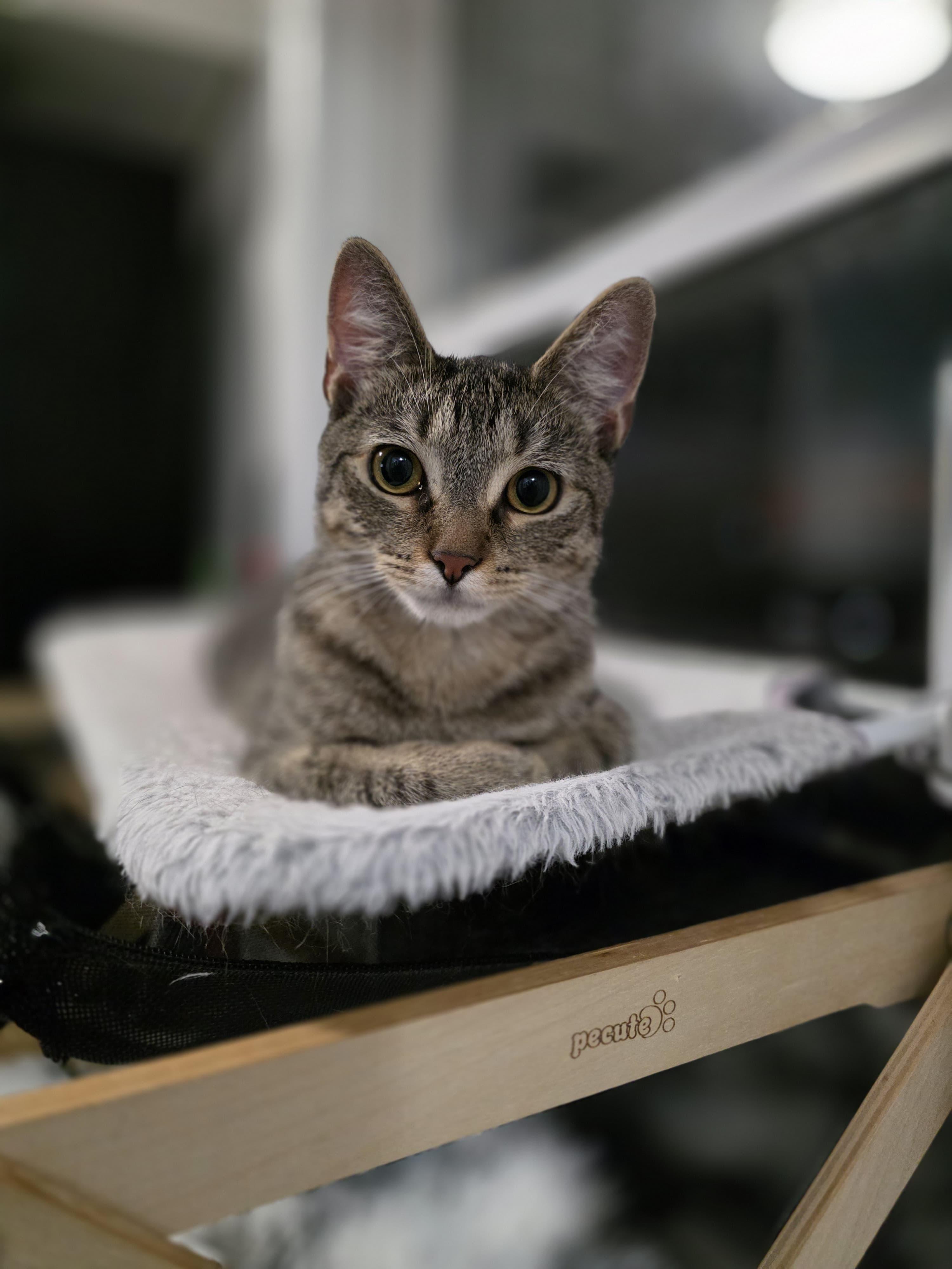 Enlarge Meet Baby Boy Skyler-Schedule Meet and Greet @ NB PetSmart!, a Adoptable mixed breed in North Bergen, NJ image 1/5