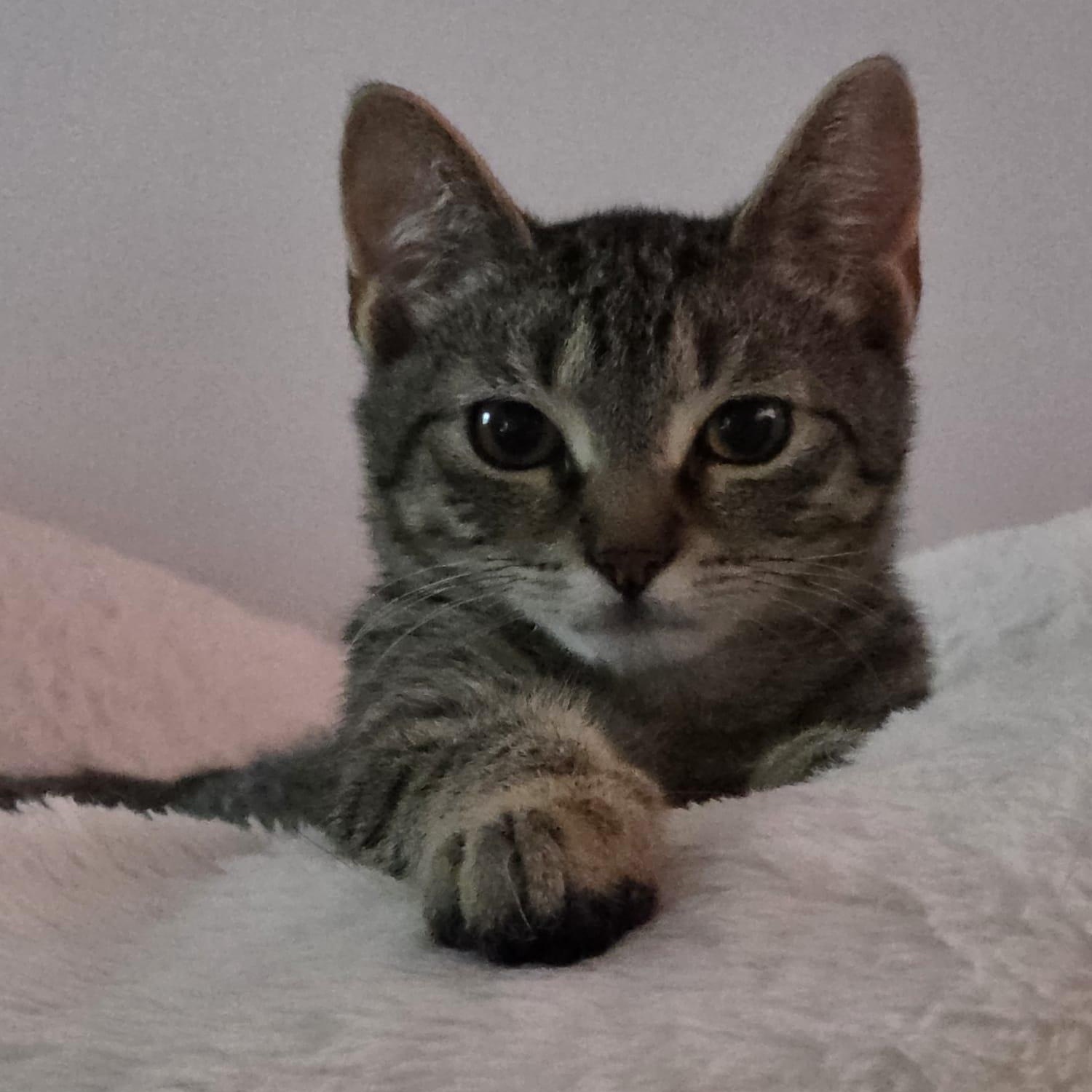 Enlarge Meet Baby Boy Skyler-Schedule Meet and Greet @ NB PetSmart!, a Adoptable mixed breed in North Bergen, NJ image 3/5