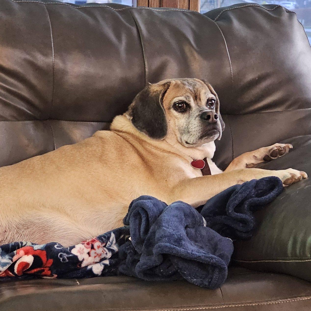 Enlarge DoubleWide (Dubs), a ADOPTABLE Puggle in Des Moines, IA image 1/1