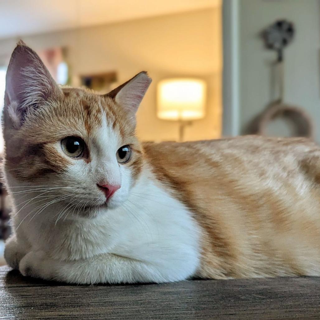 Comet, Adoptable, Adult Male Domestic Short Hair.