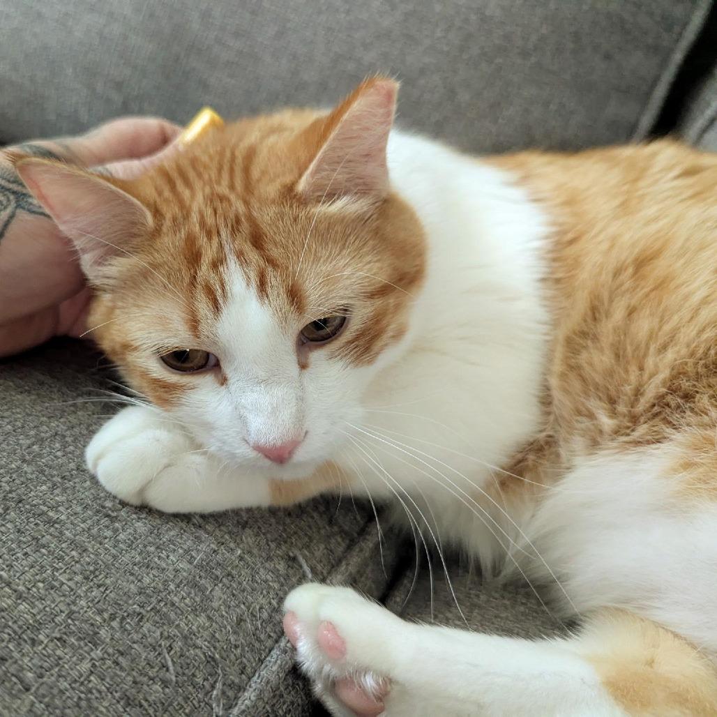 Enlarge Comet, a Adoptable Domestic Short Hair in Tulsa, OK image 2/6