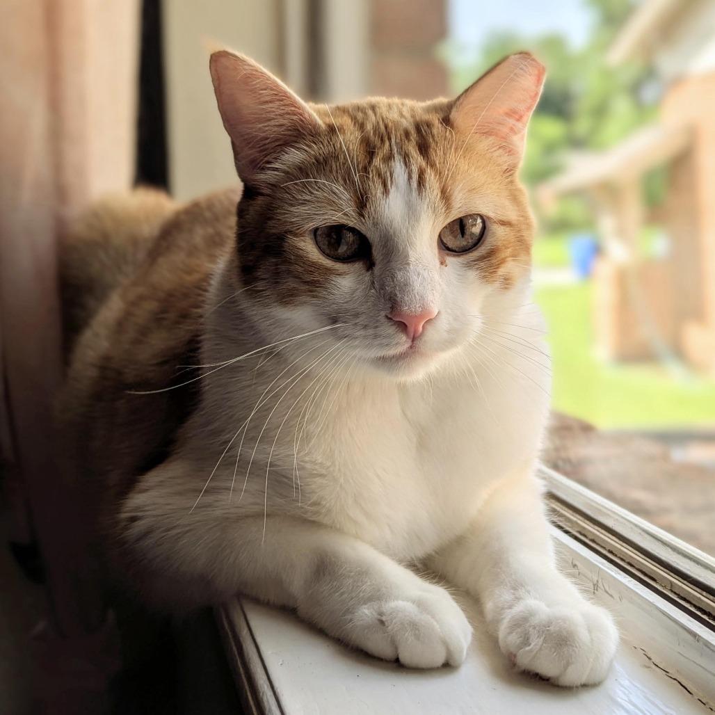 Enlarge Comet, a Adoptable Domestic Short Hair in Tulsa, OK image 5/6