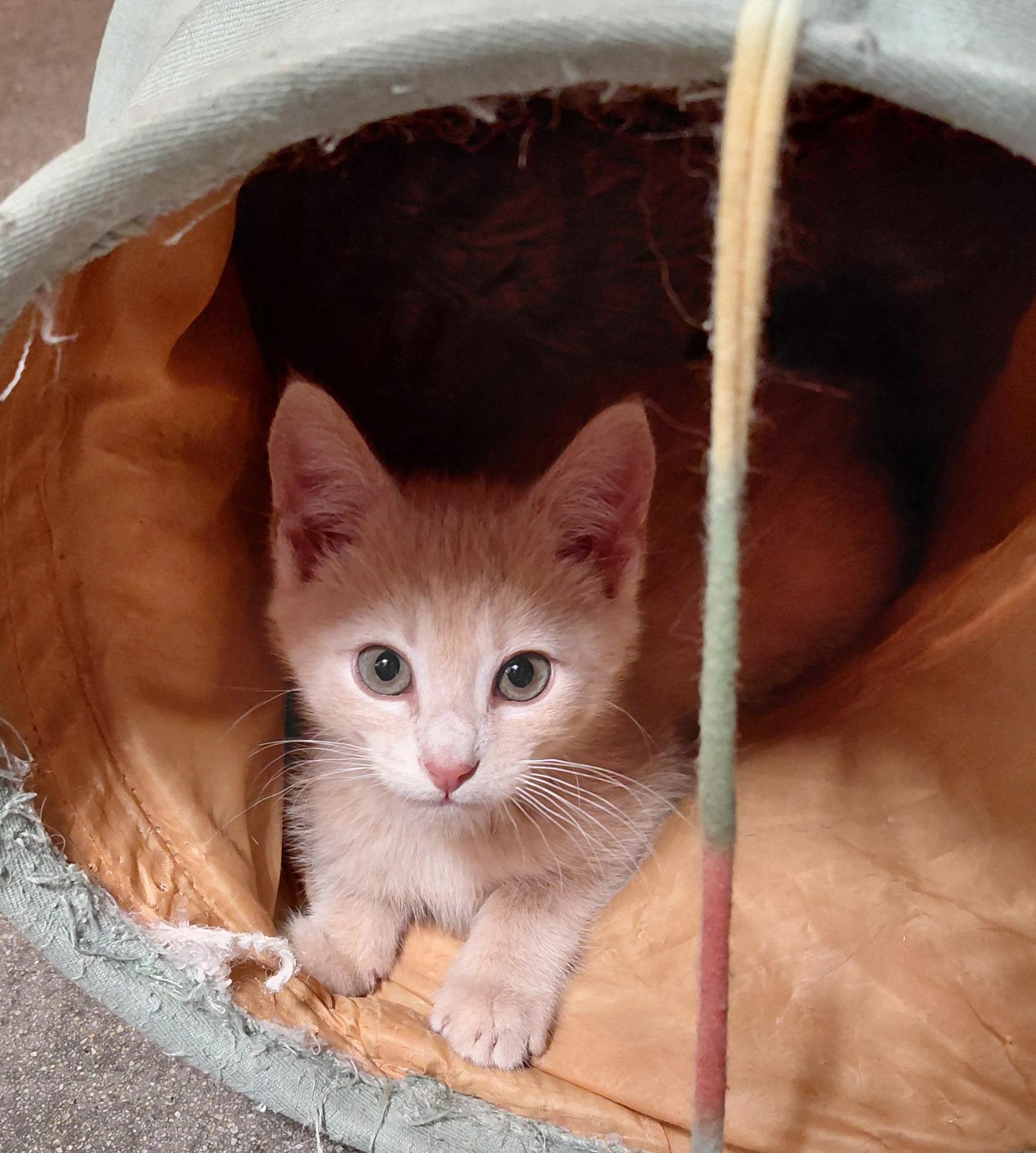 Enlarge Walker, an adopted American Shorthair in Marvin, NC image 1/1