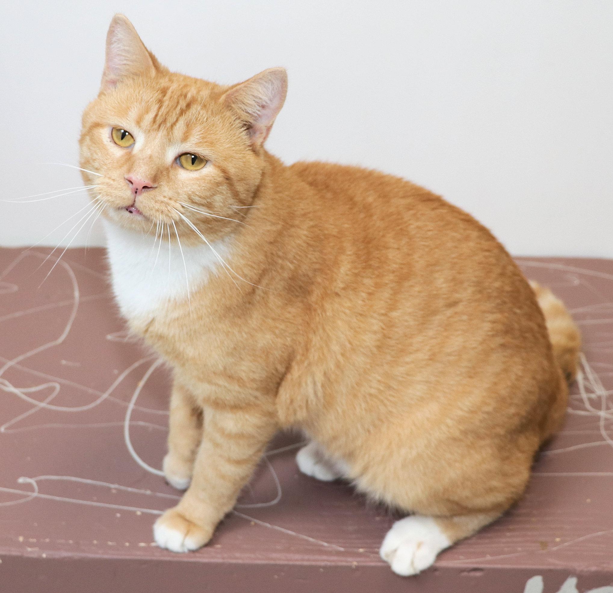 Tucker, an adopted Domestic Short Hair in Cincinnati, OH image 3/3