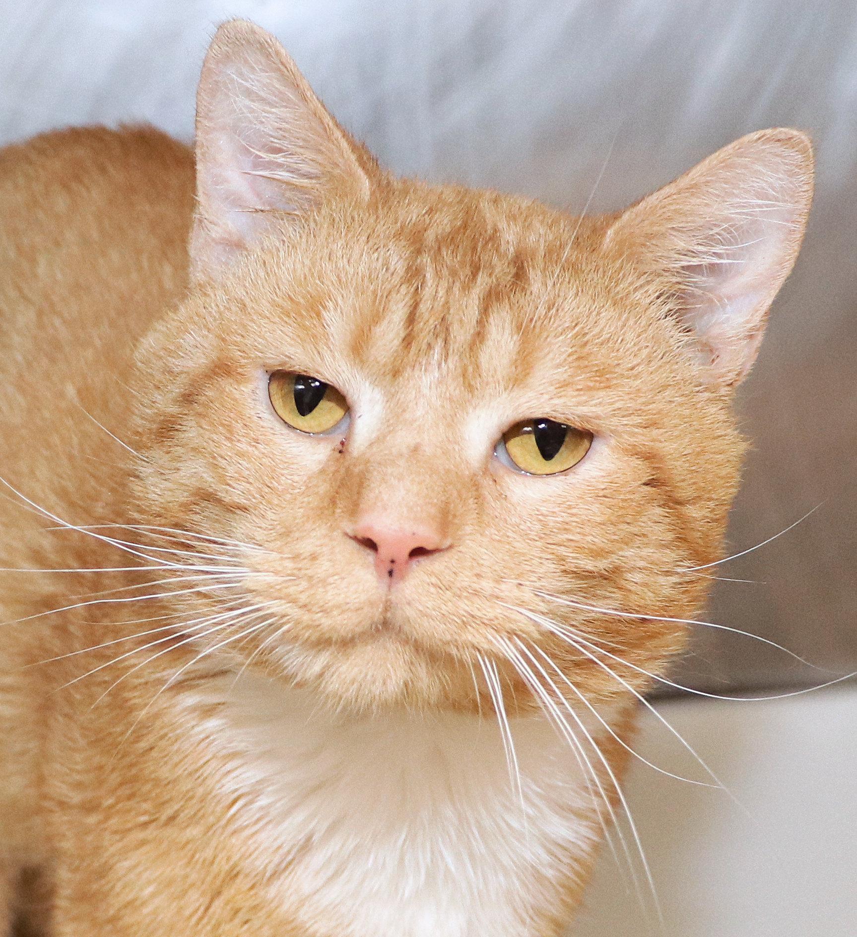 Tucker, an adopted Domestic Short Hair in Cincinnati, OH image 1/3