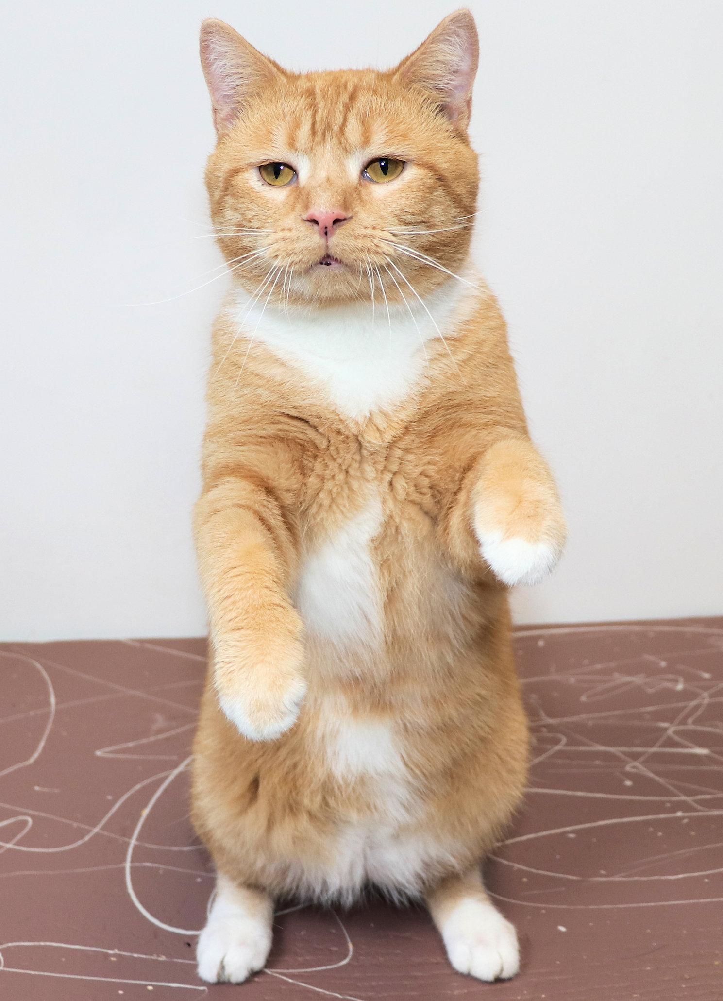 Tucker, an adopted Domestic Short Hair in Cincinnati, OH image 2/3