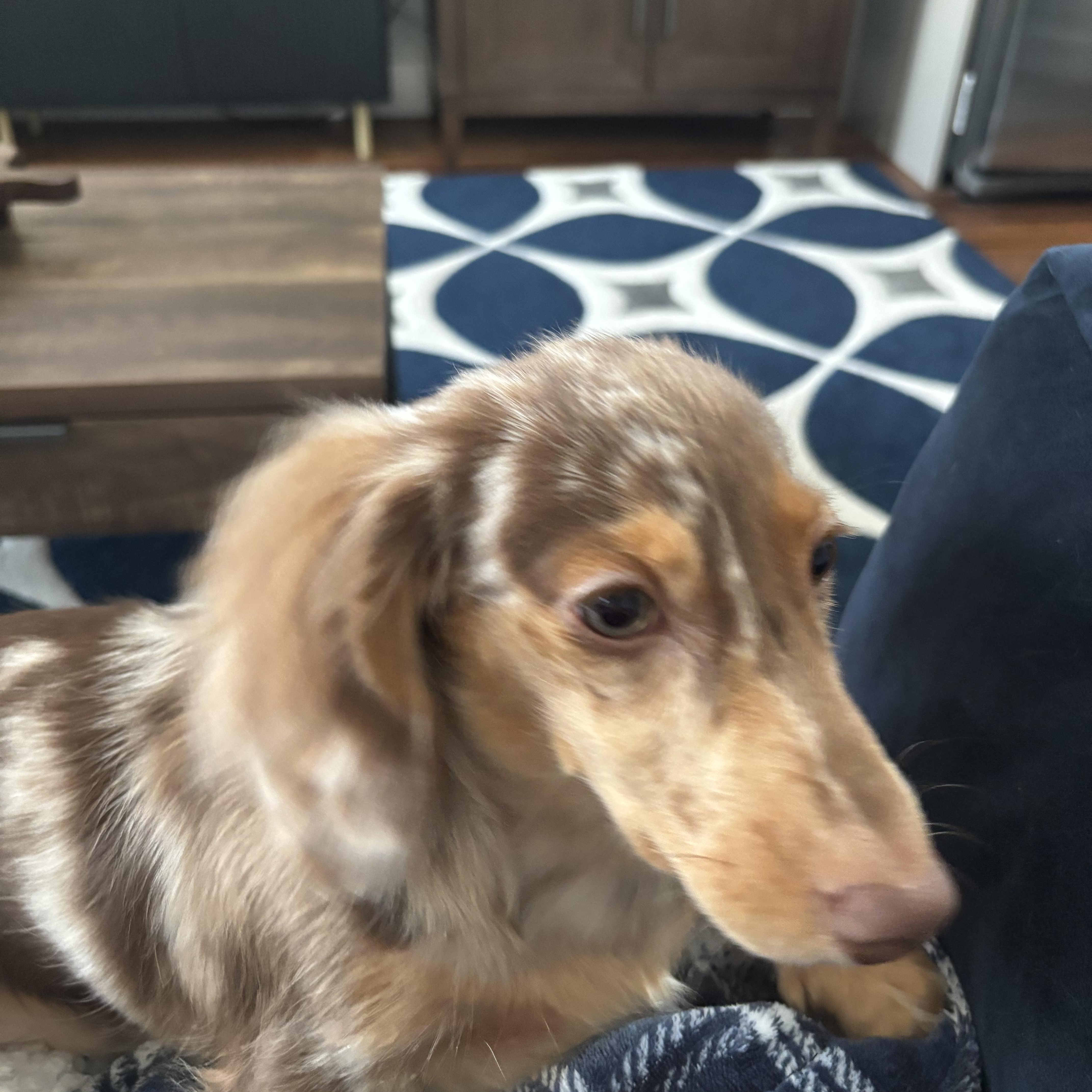 Enlarge Mateo, an adopted Dachshund in Portland, OR image 2/4