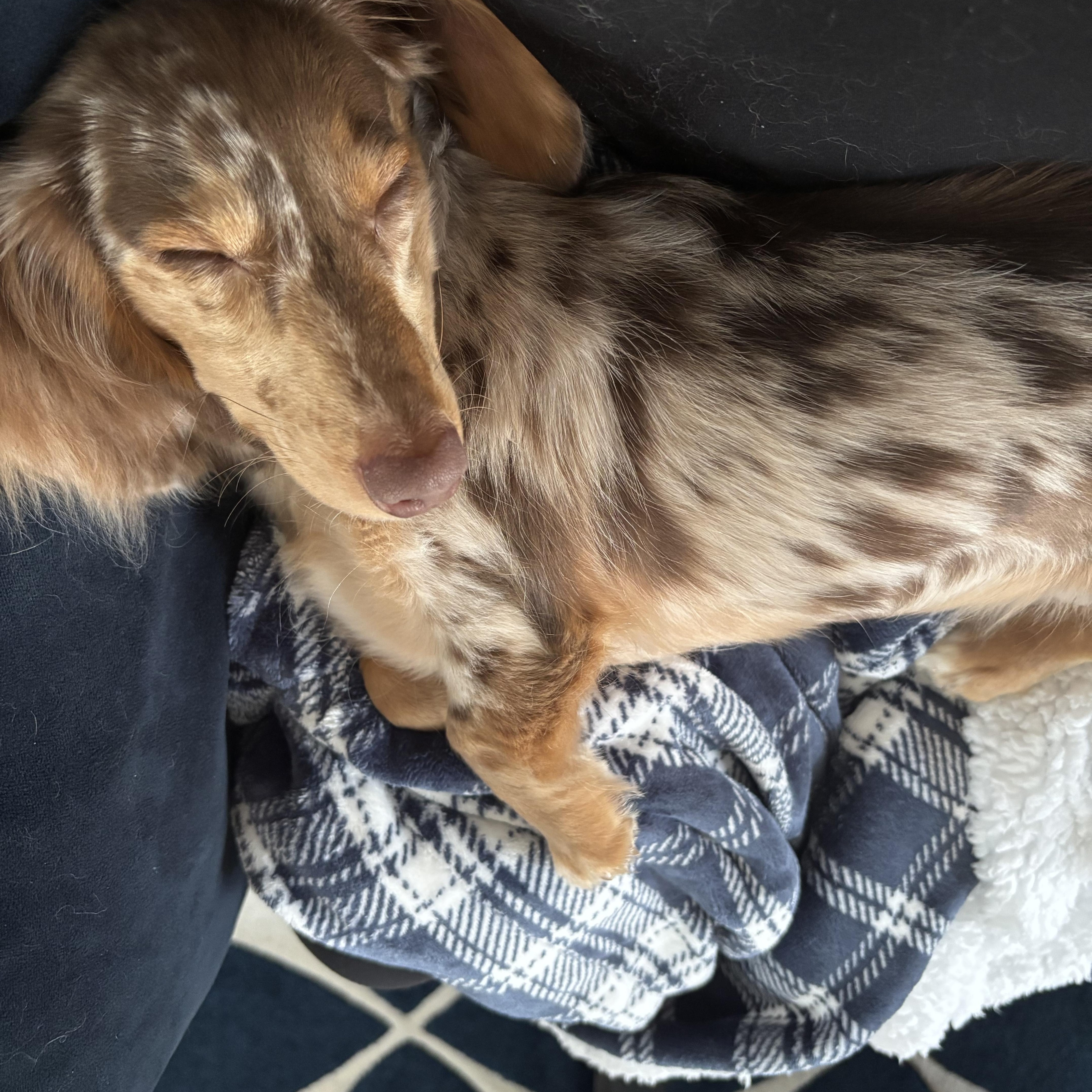 Enlarge Mateo, an adopted Dachshund in Portland, OR image 3/4