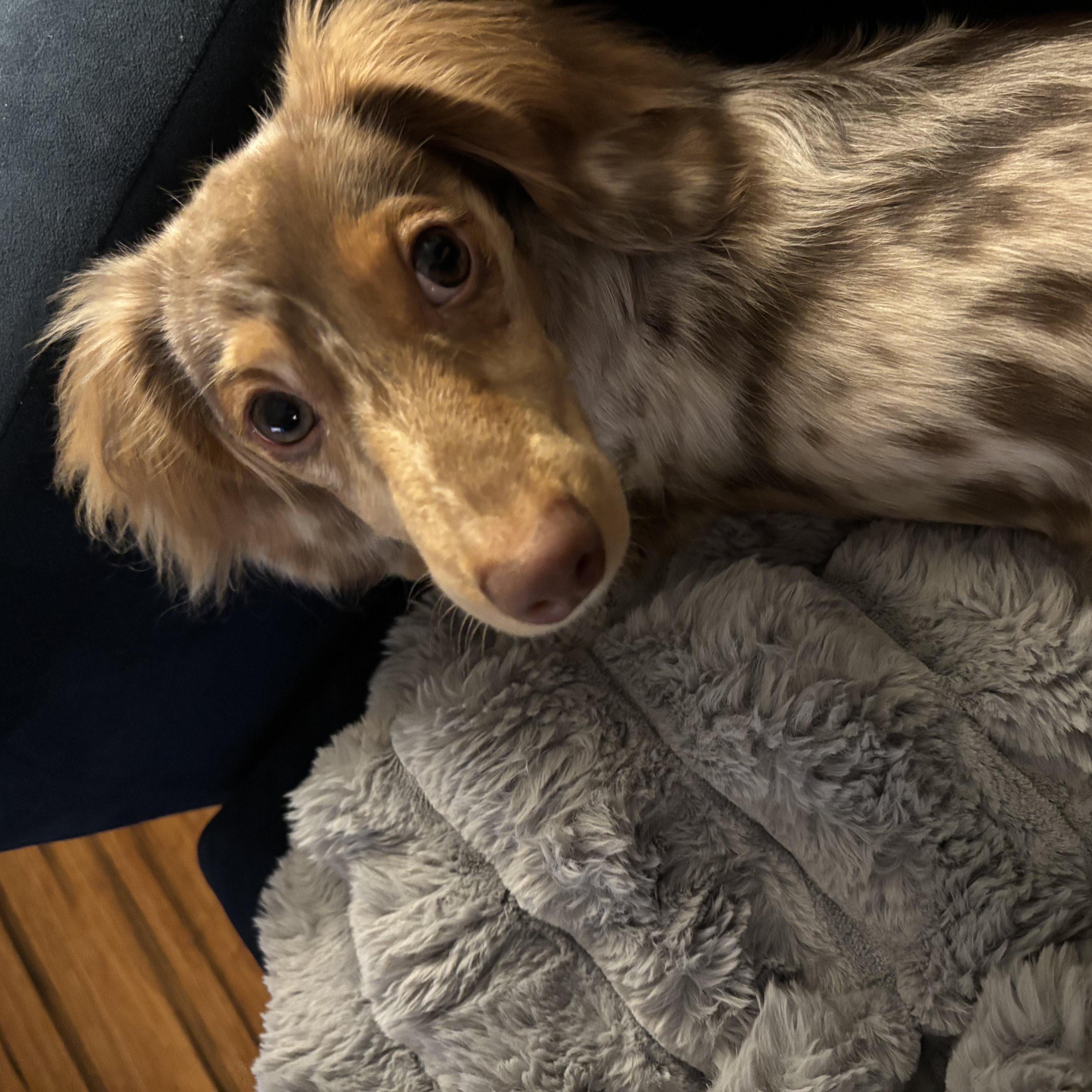 Enlarge Mateo, an adopted Dachshund in Portland, OR image 4/4