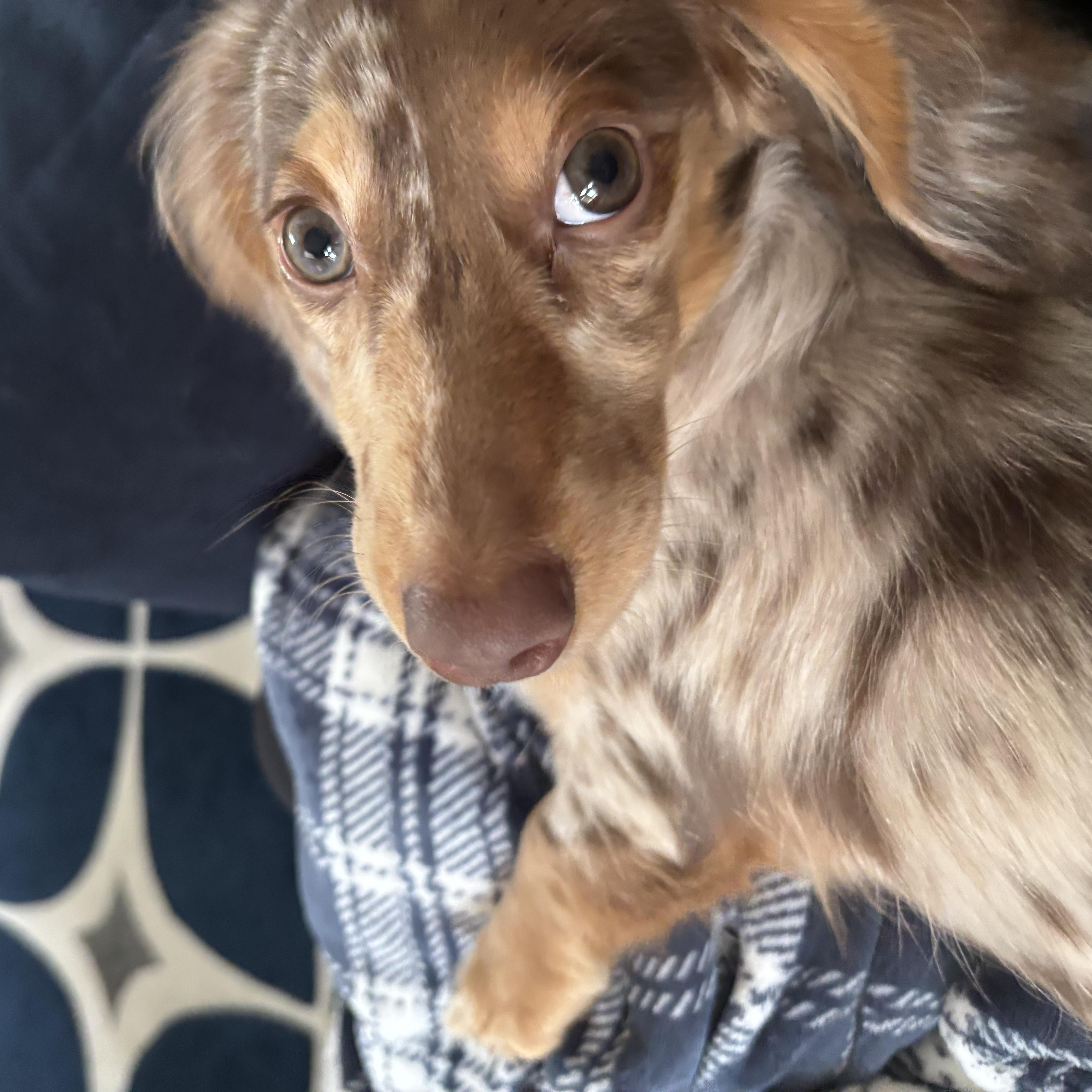 Enlarge Mateo, an adopted Dachshund in Portland, OR image 1/4