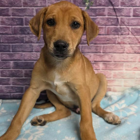 Enlarge Charles, a Adoptable mixed breed in Fort Collins, CO image 1/1