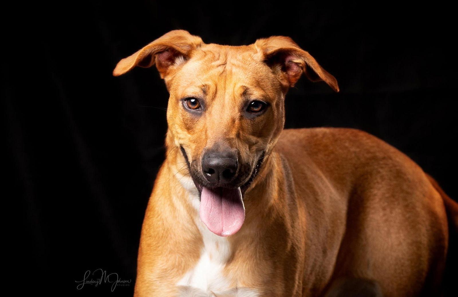 Enlarge Bambi, a Adoptable Black Mouth Cur in Pryor, OK image 1/1