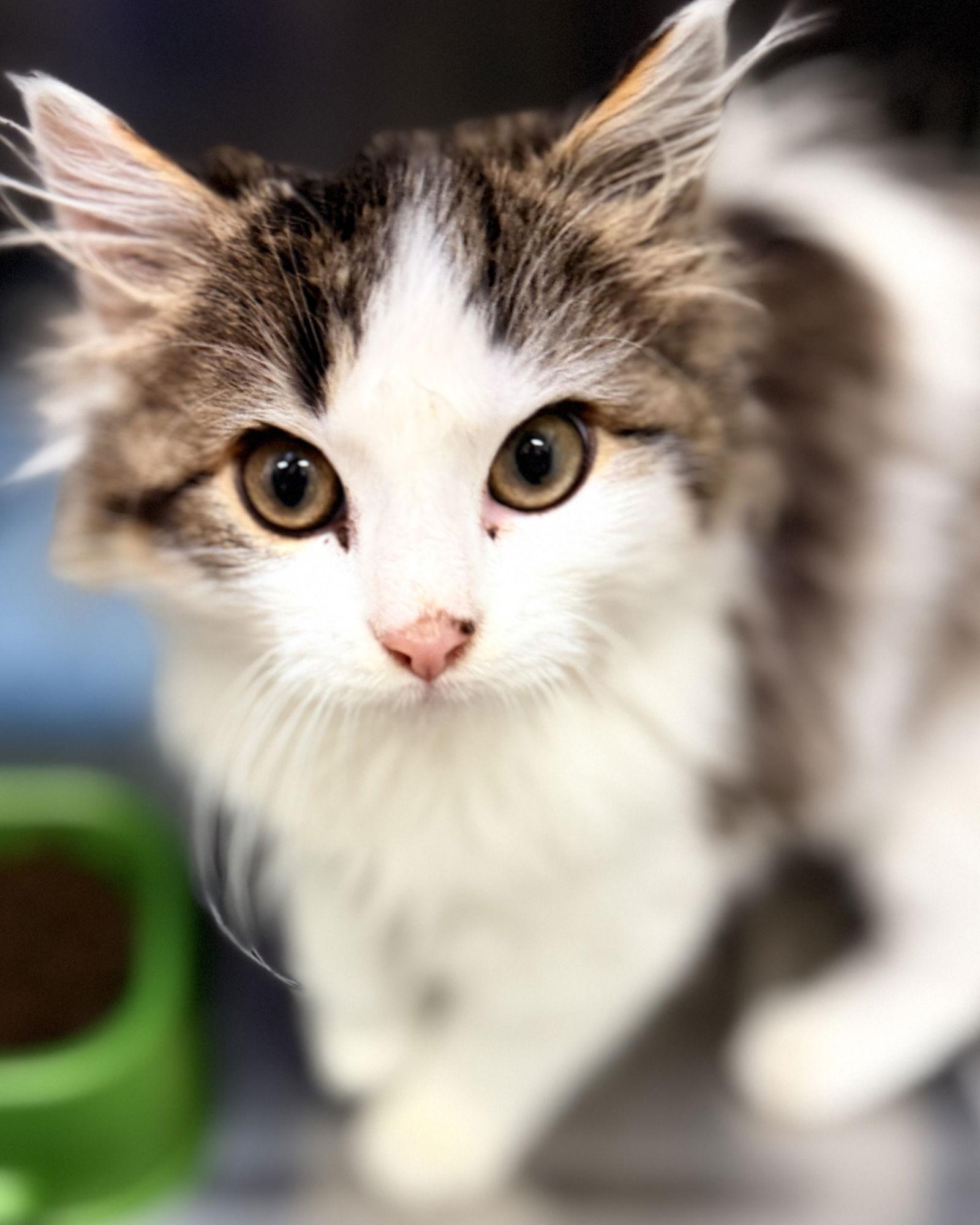 Fluffernutter, Adopted, Kitten Male Domestic Medium Hair.