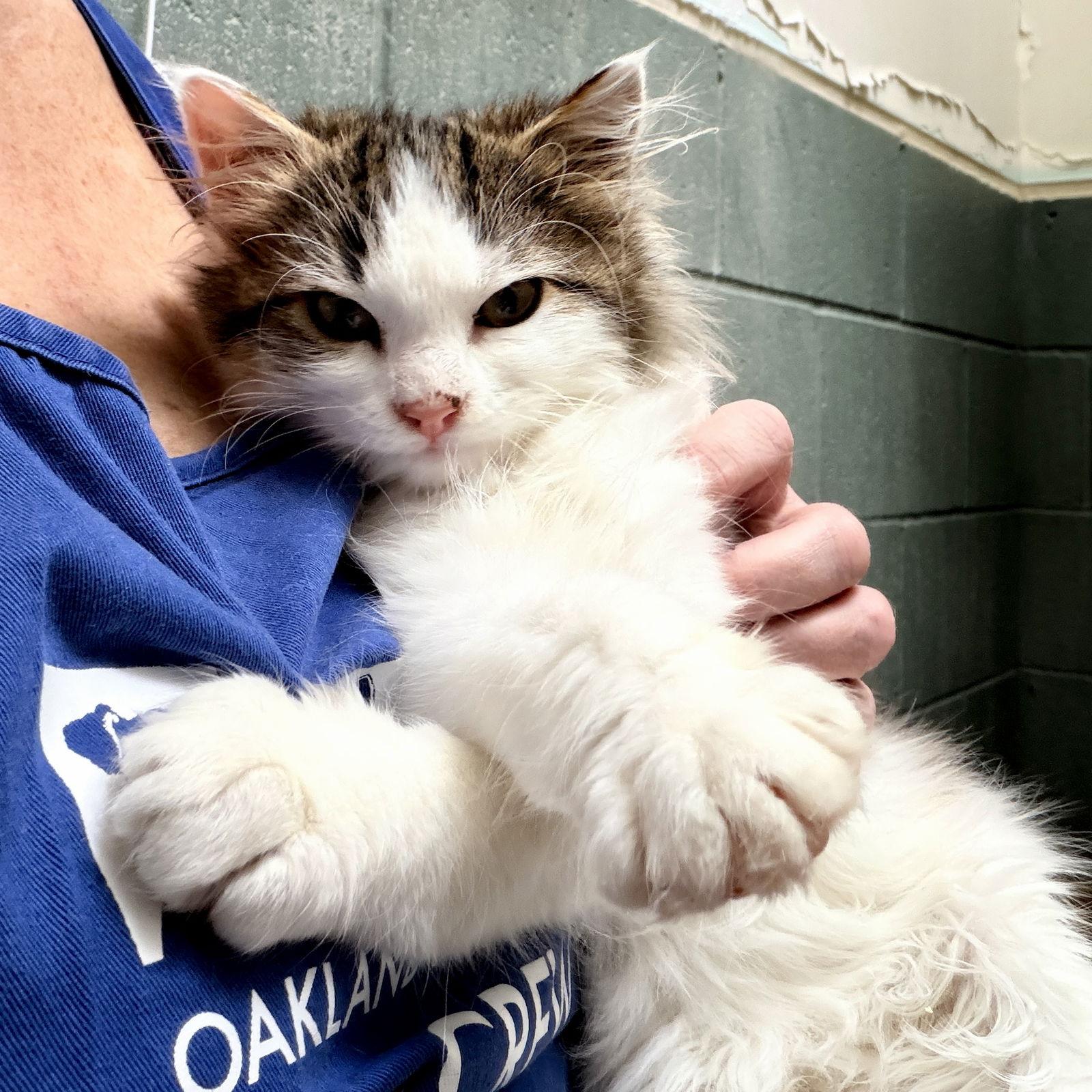 Fluffernutter, a Adopted Domestic Medium Hair in Oakland, CA image 3/3