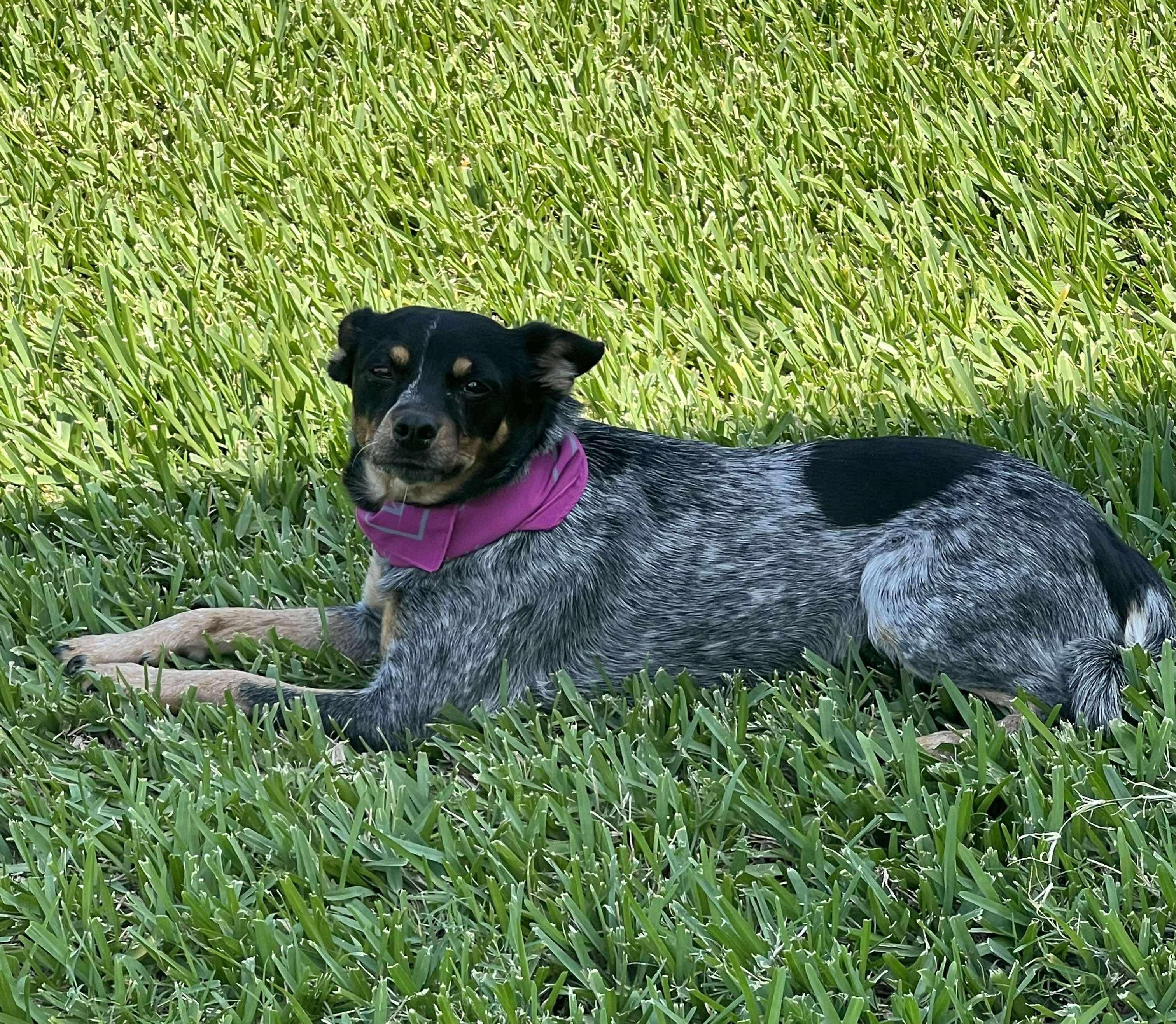 Enlarge Gigi, a Adopted mixed breed in Saint Louis, MO image 5/6