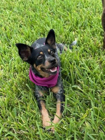 Enlarge Gigi, a Adopted mixed breed in Saint Louis, MO image 2/6