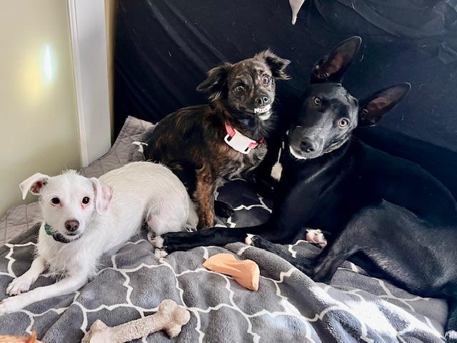 Tumble, a Adoptable mixed breed in san ramon, CA image 4/7