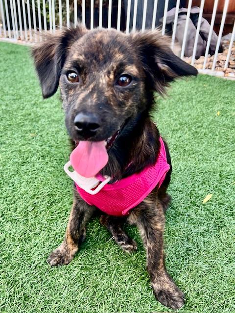 Tumble, a Adoptable mixed breed in san ramon, CA image 5/7