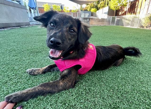 Tumble, a Adoptable mixed breed in san ramon, CA image 6/7