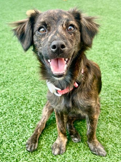 Tumble, Adoptable, Puppy Female Spaniel & Terrier.