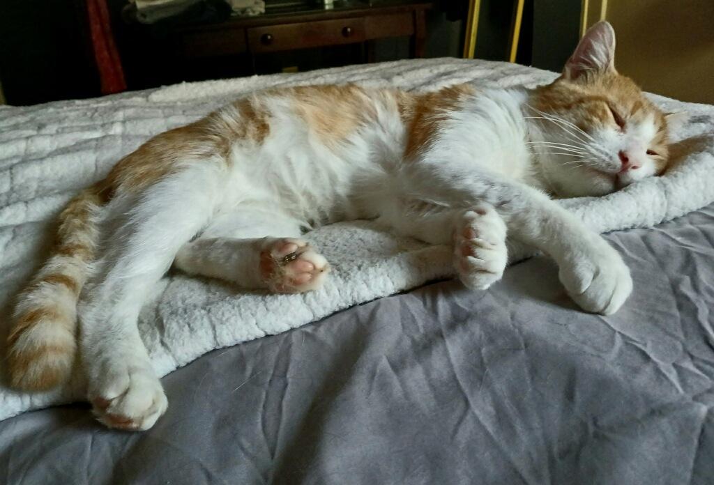 Leon, a ADOPTABLE Domestic Short Hair in Rochester, NY image 3/3