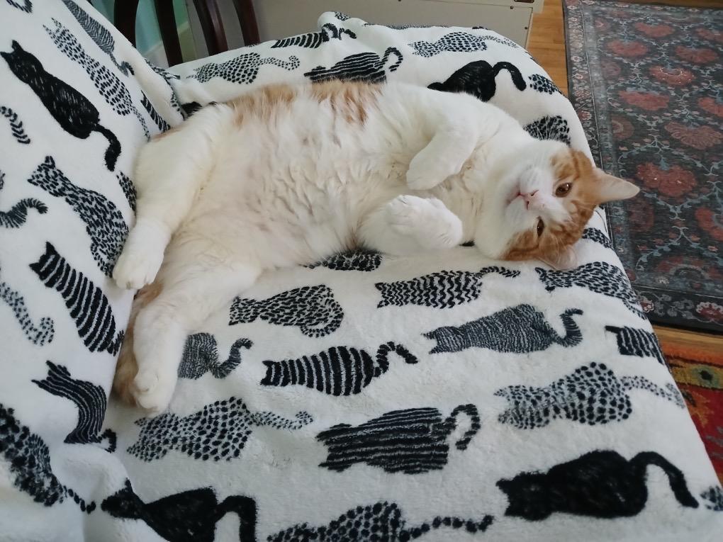 Leon, a ADOPTABLE Domestic Short Hair in Rochester, NY image 1/3