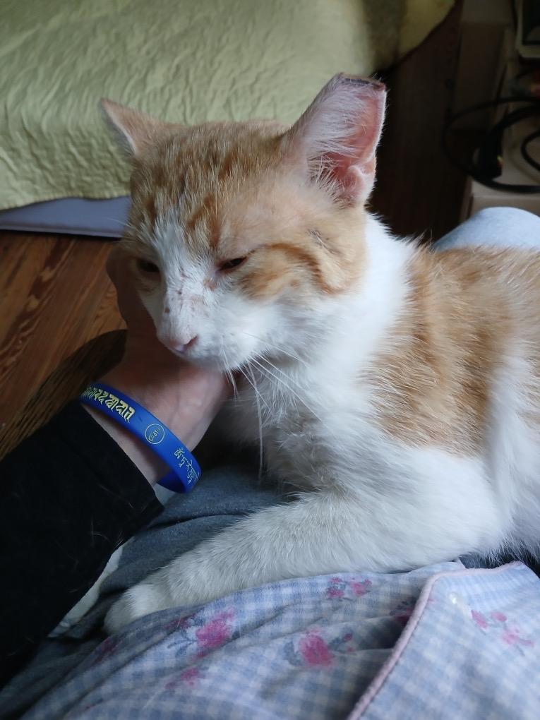 Leon, a ADOPTABLE Domestic Short Hair in Rochester, NY image 2/3