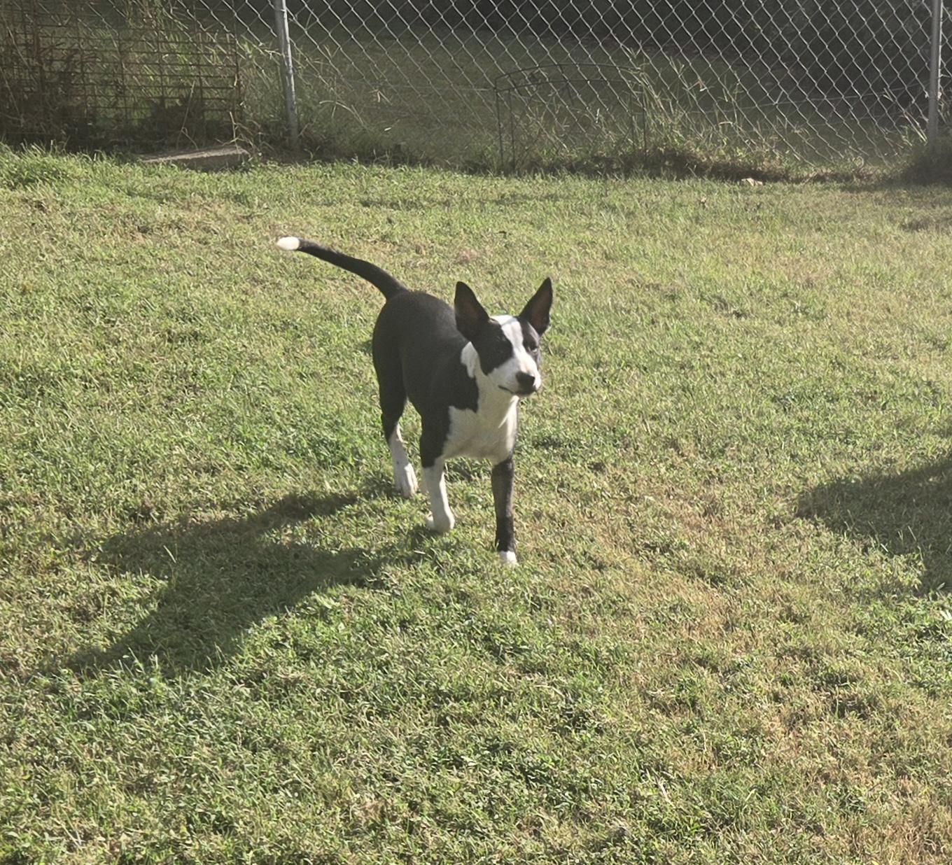 Enlarge OLIVIA, a Adoptable mixed breed in Byhalia, MS image 4/4