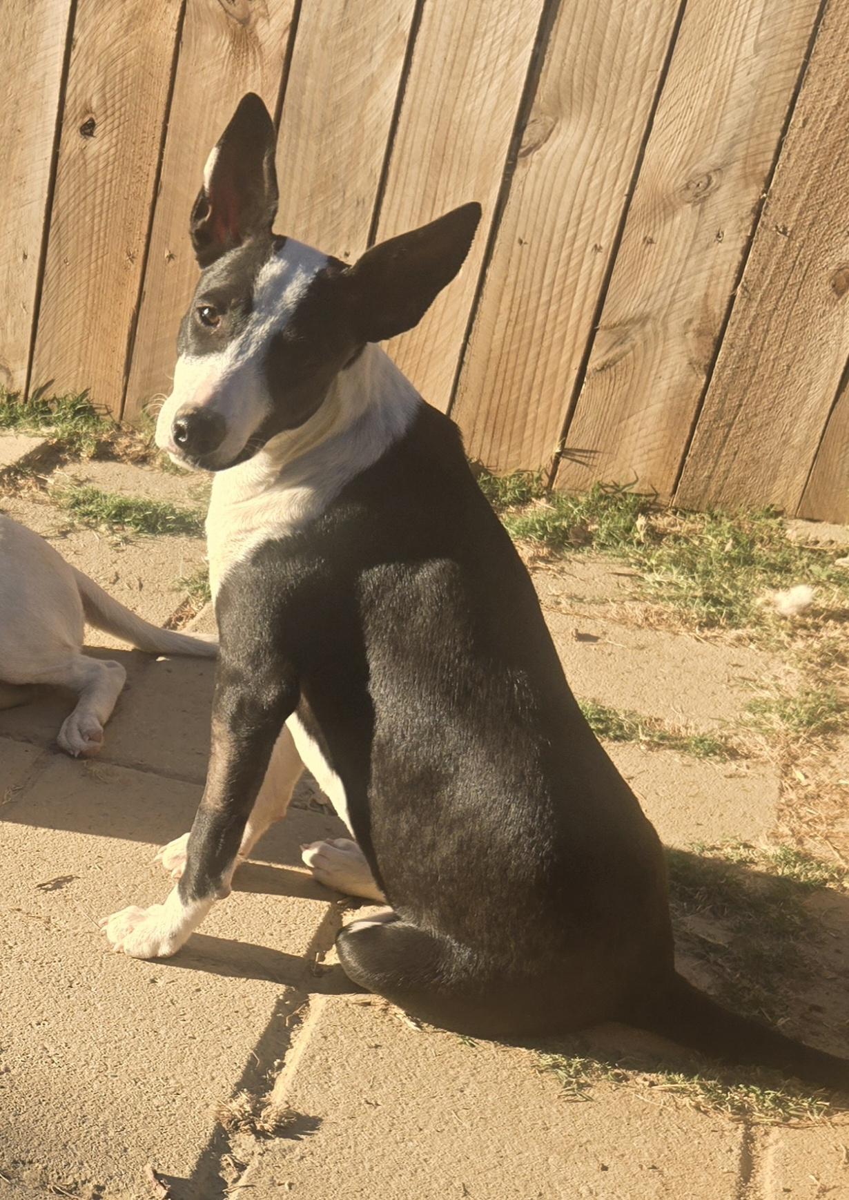 OLIVIA, Adoptable, Puppy Female Hound & Beagle.