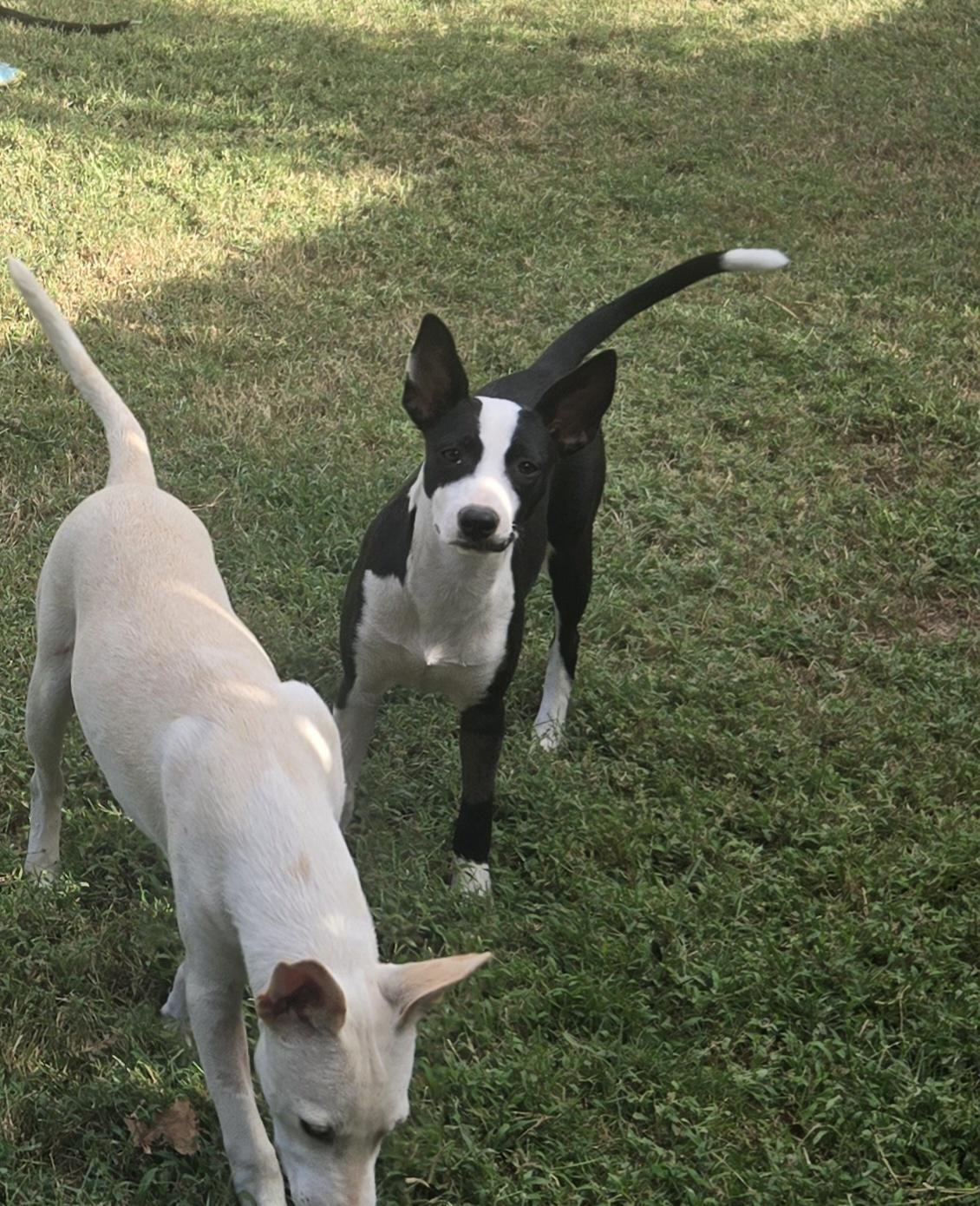 Enlarge OLIVIA, a Adoptable mixed breed in Byhalia, MS image 3/4