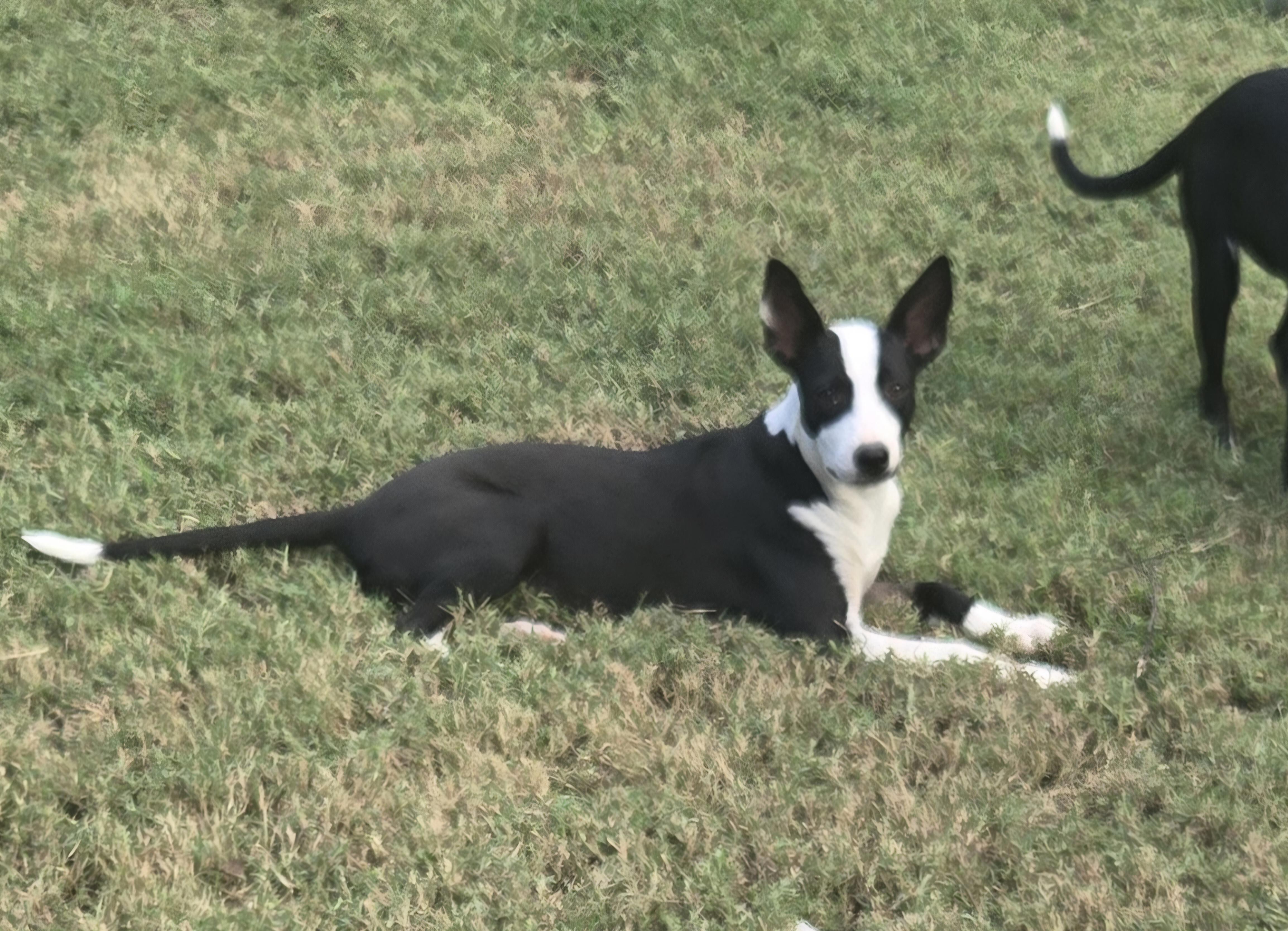Enlarge OLIVIA, a Adoptable mixed breed in Byhalia, MS image 2/4