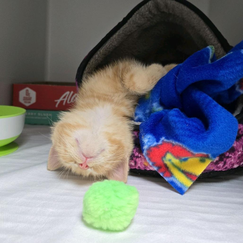 Enlarge Sweet Pea, a Adoptable Domestic Short Hair in Branson, MO image 1/6