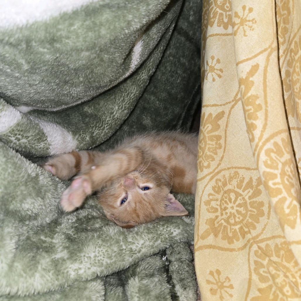 Enlarge Sweet Pea, a Adoptable Domestic Short Hair in Branson, MO image 2/6