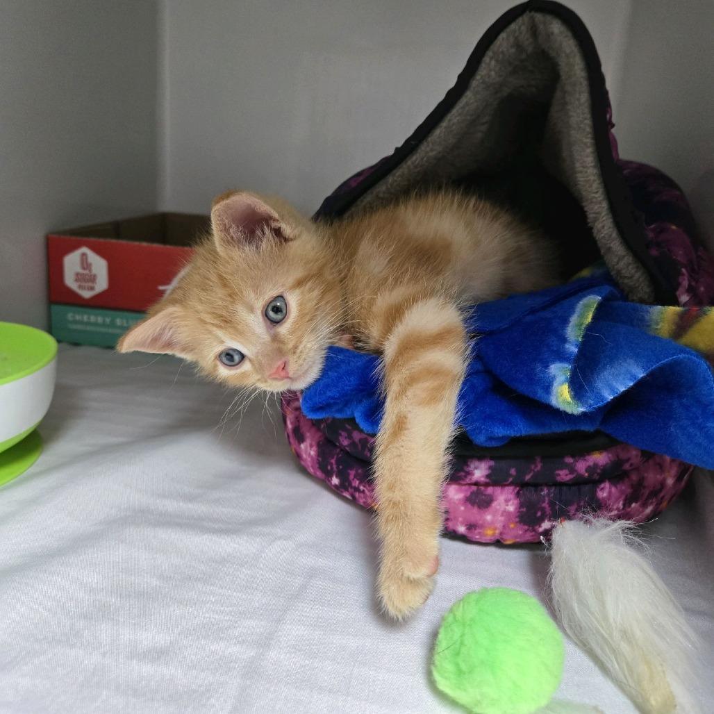 Enlarge Sweet Pea, a Adoptable Domestic Short Hair in Branson, MO image 3/6