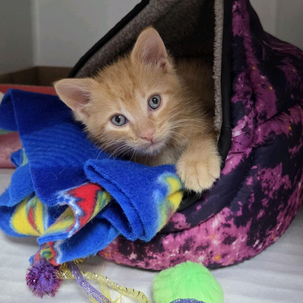 Enlarge Sweet Pea, a Adoptable Domestic Short Hair in Branson, MO image 4/6