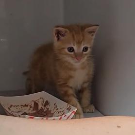 Enlarge Sweet Pea, a Adoptable Domestic Short Hair in Branson, MO image 5/6