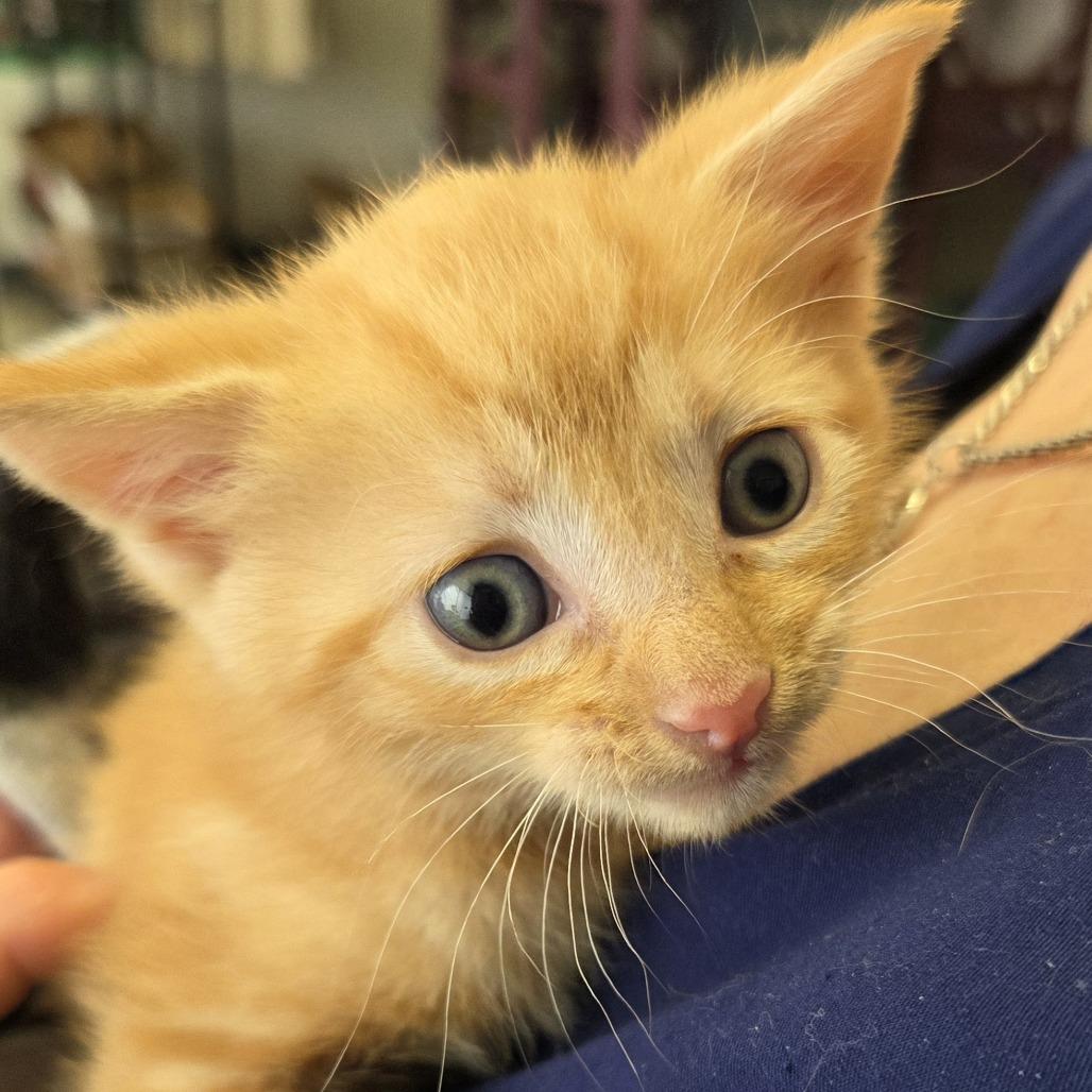 Enlarge Sweet Pea, a Adoptable Domestic Short Hair in Branson, MO image 6/6