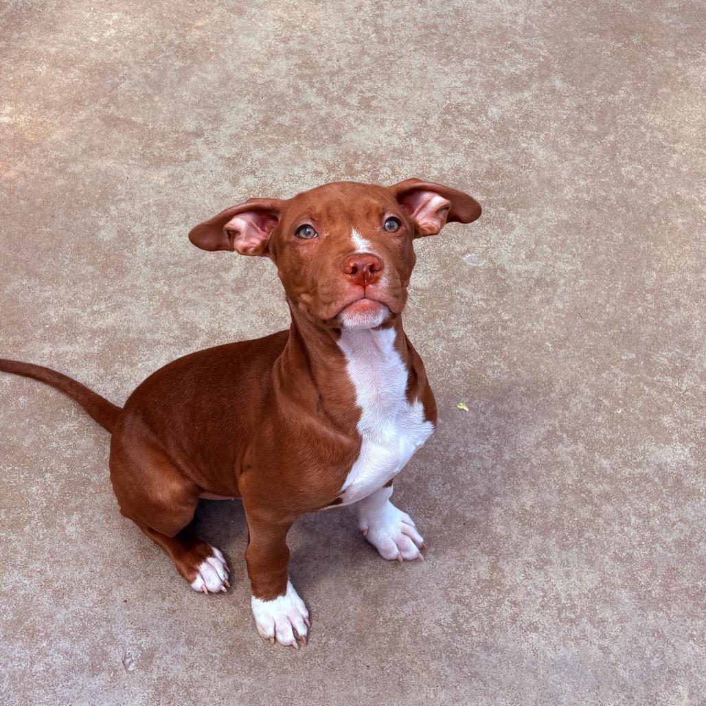 Crepe , ADOPTABLE, Puppy Male Pit Bull Terrier.
