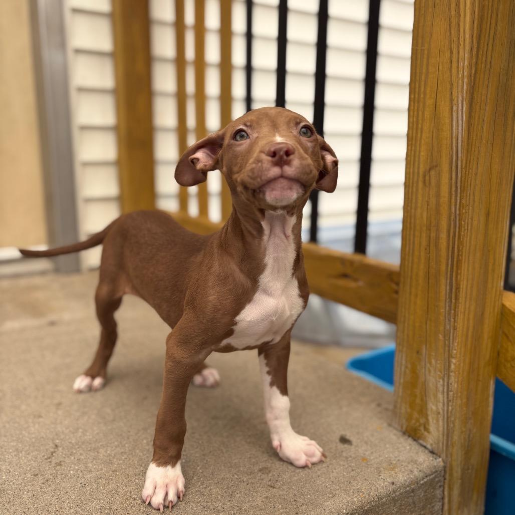 Crepe , ADOPTABLE, Puppy Male Pit Bull Terrier.