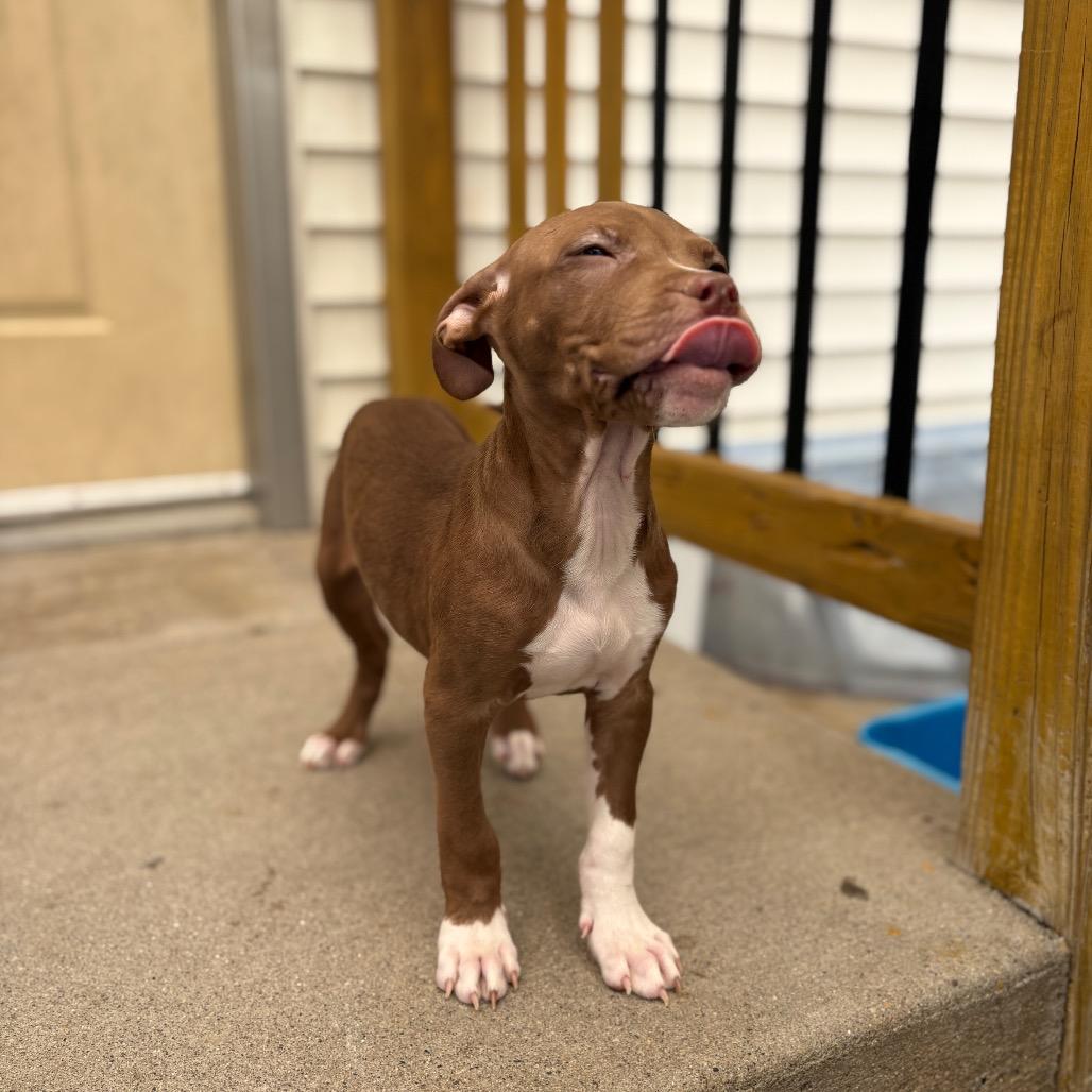 Enlarge Crepe , a ADOPTABLE Pit Bull Terrier in Fenton, MI image 2/2